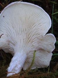 Clitopilus prunulus image