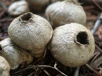 Lycoperdon perlatum image