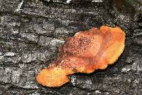 Pycnoporus coccineus image