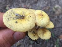 Armillaria tabescens image