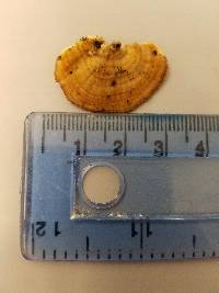 Trichaptum biforme image