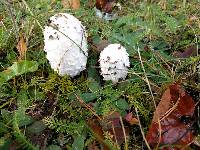 Coprinus comatus image