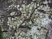 Hyperphyscia adglutinata image