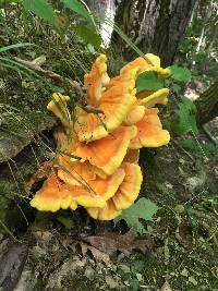 Laetiporus sulphureus image