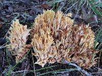 Artomyces pyxidatus image