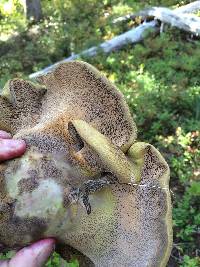 Media resource of Polyporoletus sublividus