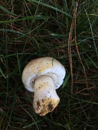 Agaricus xanthodermus image