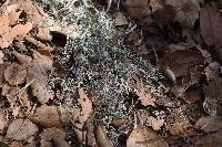 Ramalina menziesii image