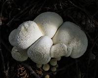 Leucopaxillus albissimus image
