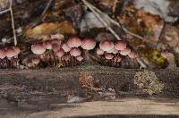 Mycena haematopus image