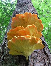 Laetiporus sulphureus image