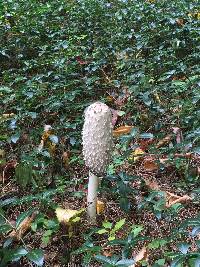 Coprinus comatus image