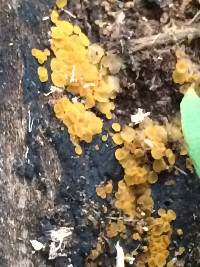 Bisporella citrina image