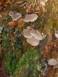 Pseudohydnum gelatinosum image