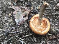 Armillaria tabescens image