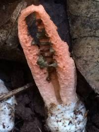 Pseudocolus fusiformis image