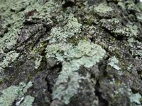 Thumbnail image of current specimen
