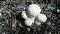 Lycoperdon pulcherrimum image