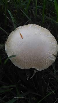Agrocybe praecox image