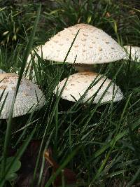 Chlorophyllum rhacodes image