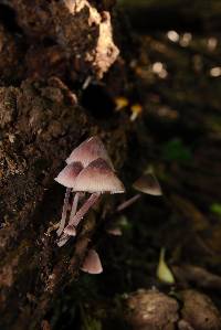Mycena haematopus image