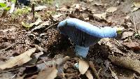 Lactarius indigo image