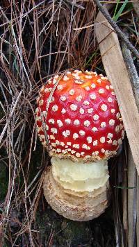 Amanita muscaria image