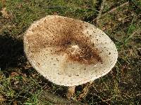 Thumbnail image of current specimen
