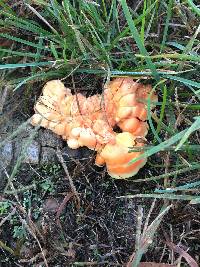Laetiporus sulphureus image