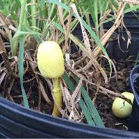 Leucocoprinus birnbaumii image