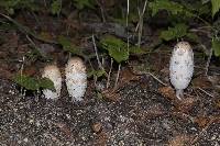 Coprinus comatus image