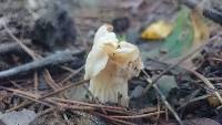 Helvella maculata image