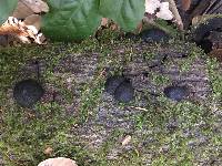 Annulohypoxylon thouarsianum image