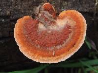 Pycnoporus coccineus image