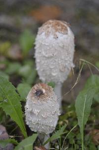 Coprinus comatus image