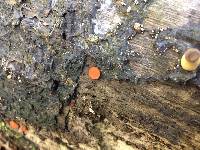 Scutellinia scutellata image