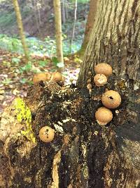 Lycoperdon pyriforme image