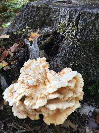 Laetiporus sulphureus image