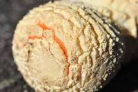 Amanita muscaria image