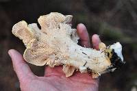 Cantharellus subalbidus image