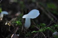 Pseudohydnum gelatinosum image