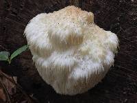 Hericium erinaceus image