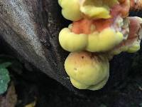 Laetiporus sulphureus image
