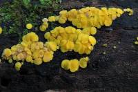 Bisporella citrina image
