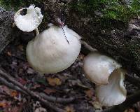 Thumbnail image of current specimen