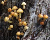 Pholiota aurivella image