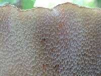 Polyporus squamosus image