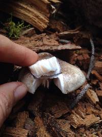 Pluteus cervinus image