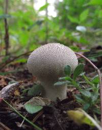 Lycoperdon perlatum image