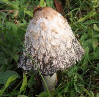 Coprinus comatus image